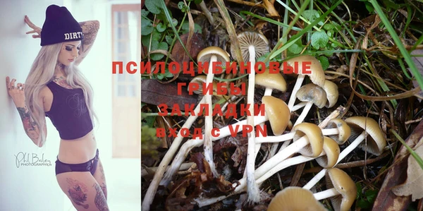 PSILOCYBIN Аркадак